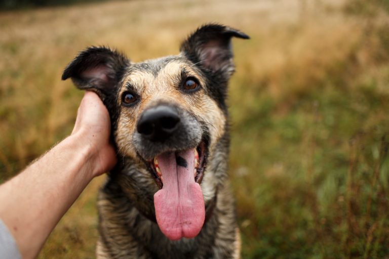 Person Caressing Dog