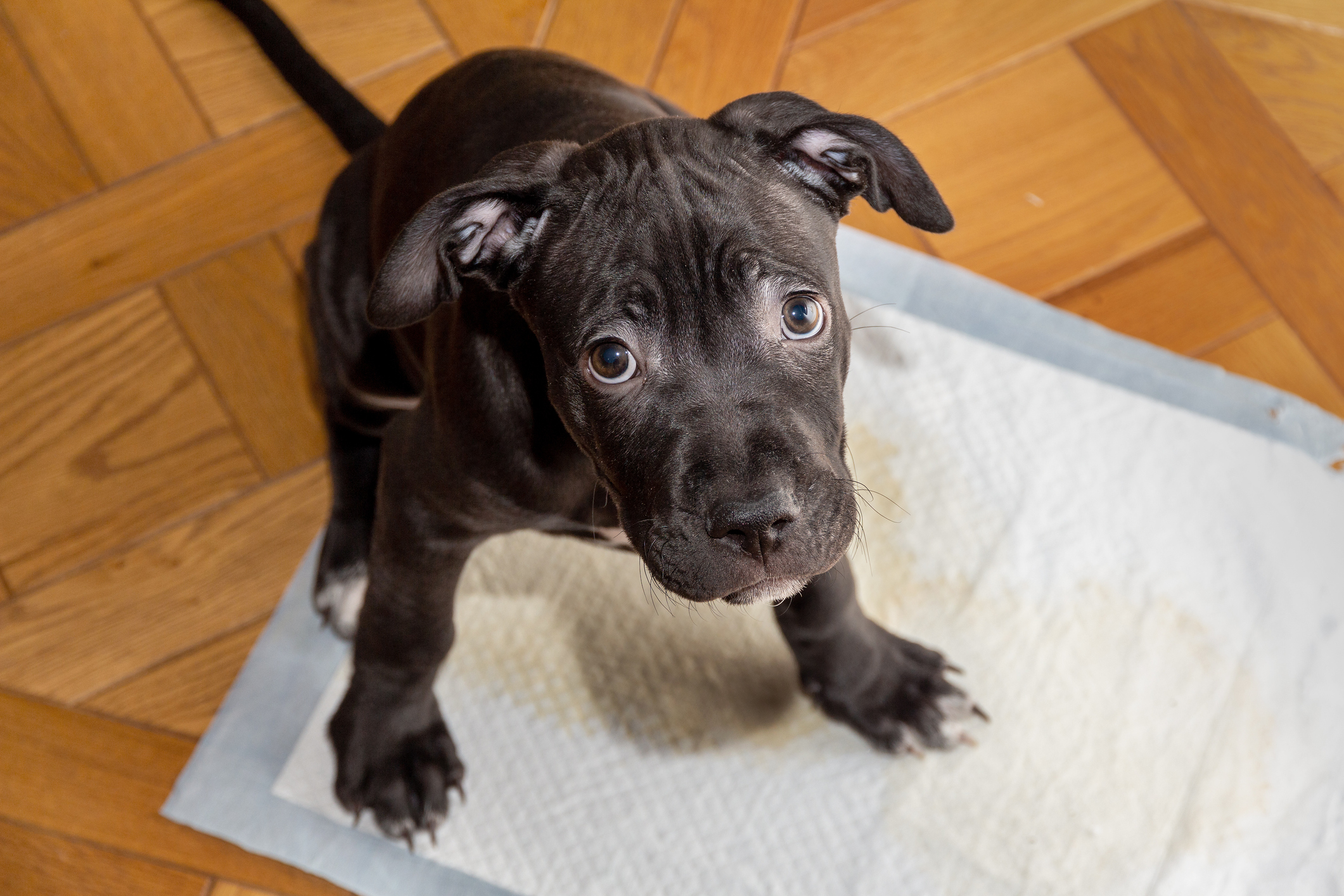 Potty training a pitbull hot sale puppy