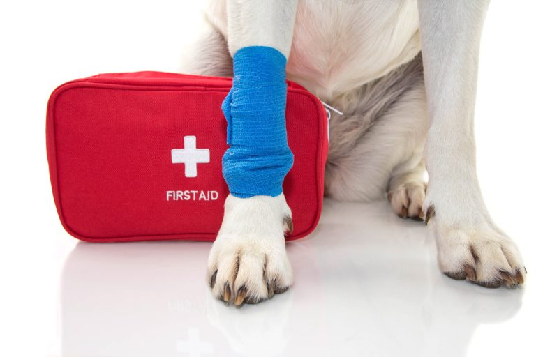 Injured Dog. Close Up Paw Labrador With A Blue Bandage Or Elastic Band On Foot And A Emergency Or Firt Aid Kit.