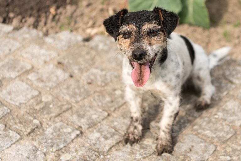 Cute Little Dirty Dog Outside In The Garden Jack Russell Terrier