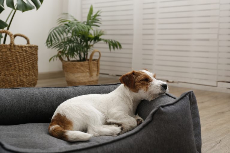 Adorable Small Breed Dog Chilling At Home.