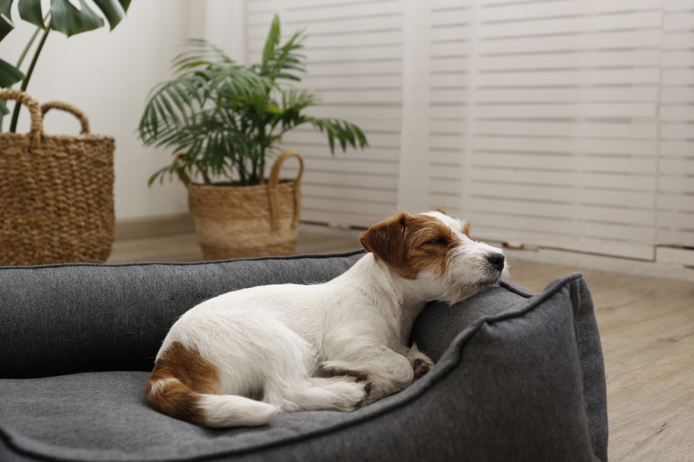 The Best Dog Beds for Puppies Barking Mad UK