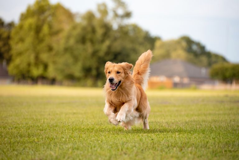 An adult Golden Retriever dog plays and runs in a park an open field with green grass