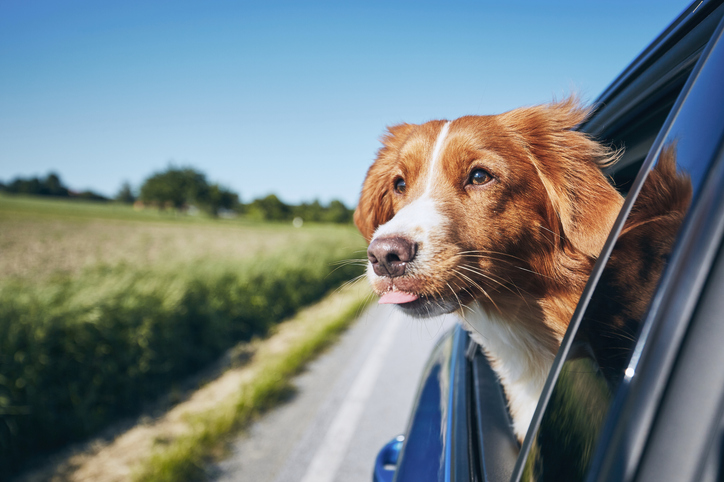 Dog Enjoying From Traveling By Car