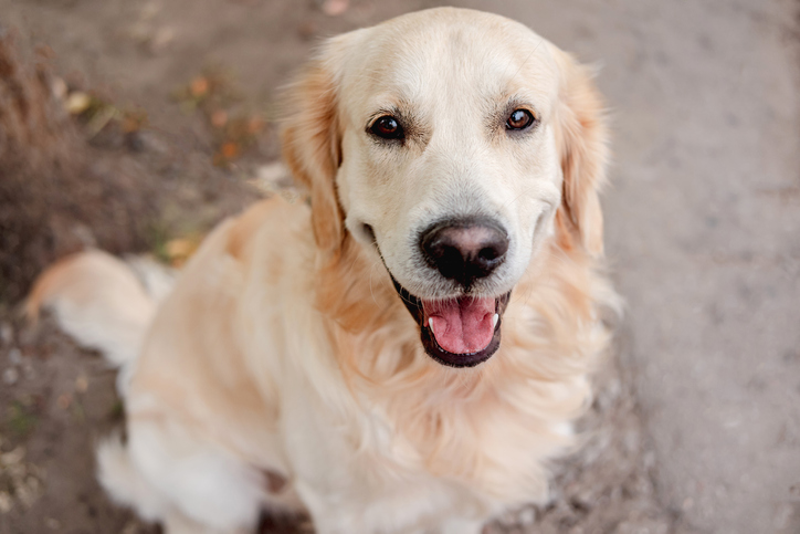 Golden Retriever Dog Sitting On Autumn Ground