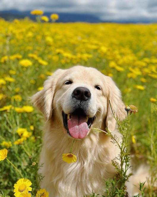 Golden Retriever Dog Standing In Field And Farm With Sunflowers And Rose Blossoms With Bright Sunlight
