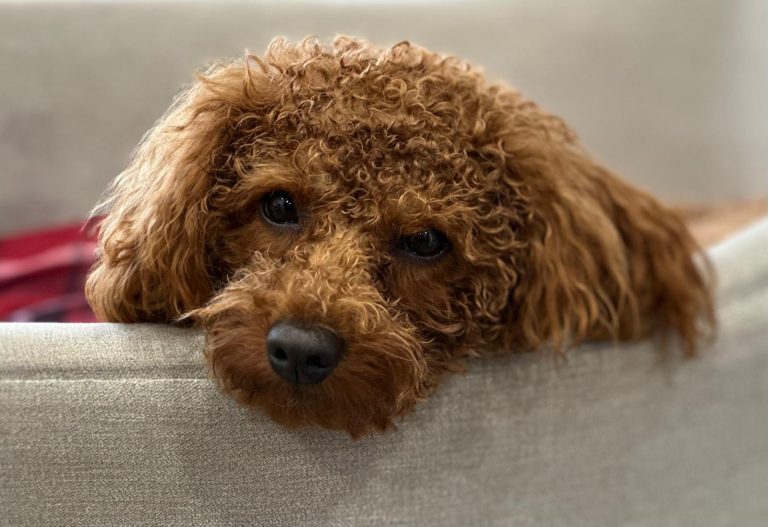 Alfie the dog BM