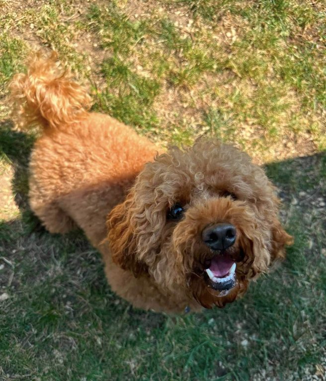 Alfie the dog